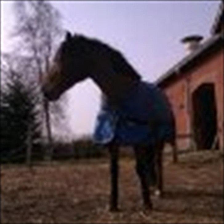 Anden særlig race lucky   billede 9