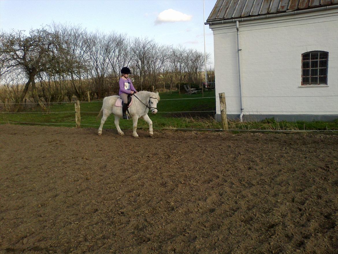 Anden særlig race Bella <3 Hvil i fred  <3 - her kommer bella glæder mig til at se hvad der er under den lange pels d.21/3.12 billede 16