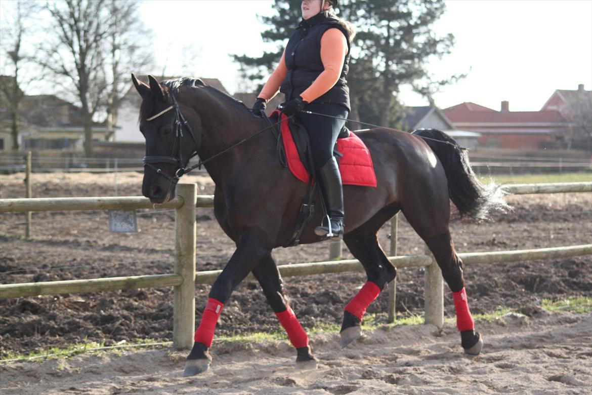 Oldenborg Bella af Hesselbjerggård - Igen med Monica på ryggen. 210312 billede 10