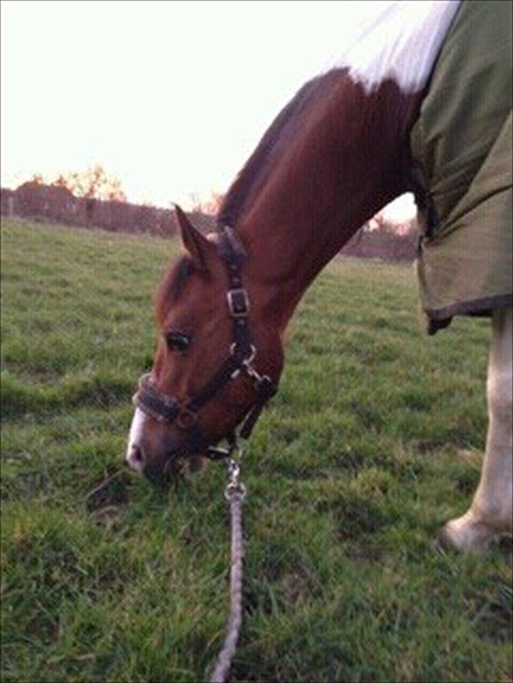 Anden særlig race Pretty<'3 - SOLGT billede 2