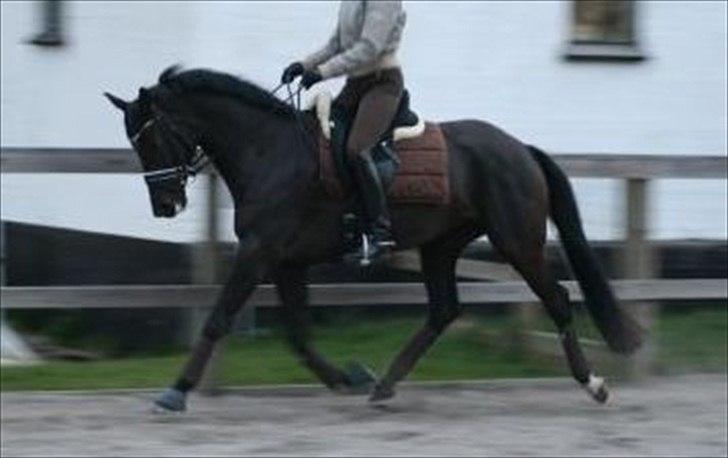 Trakehner Iventia billede 5