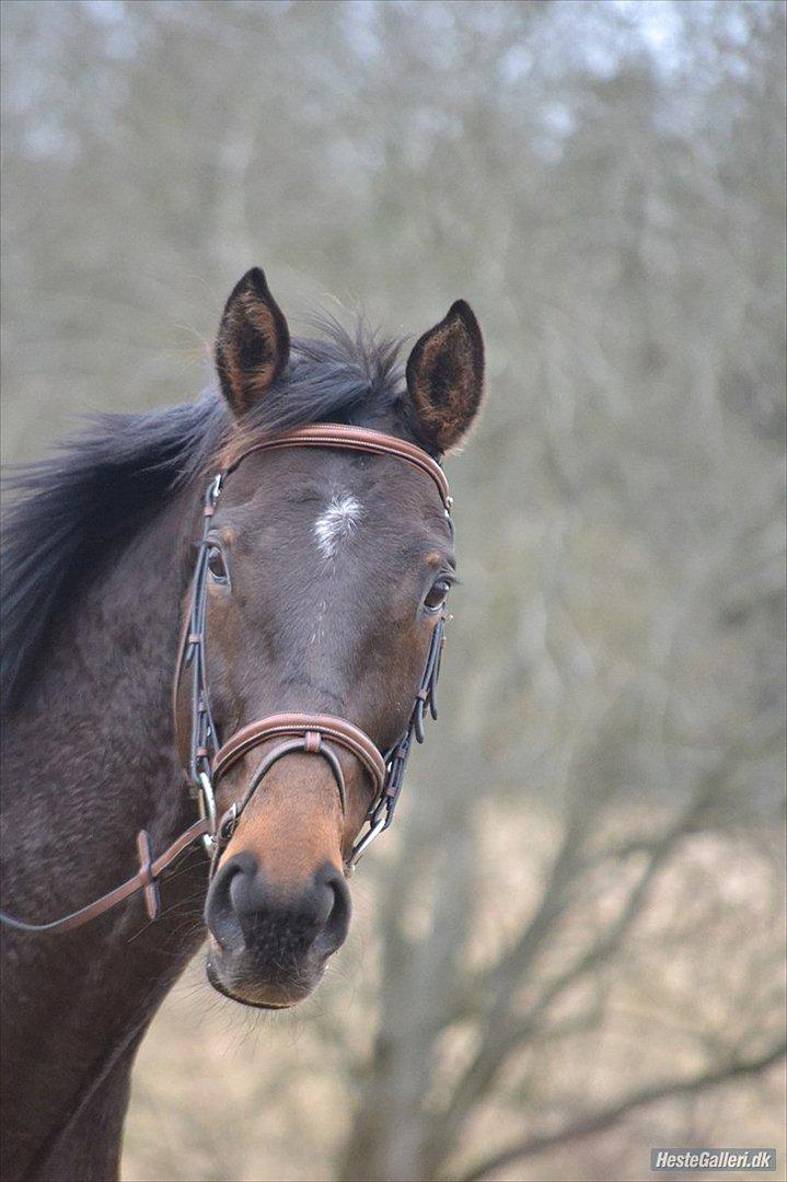 Fuldblod (XX) Adept  SOLGT billede 16