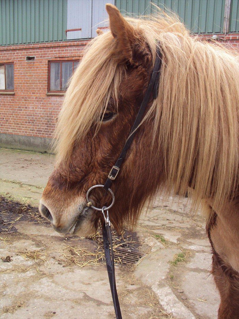 Islænder Ljomi fra Wennersminde billede 2