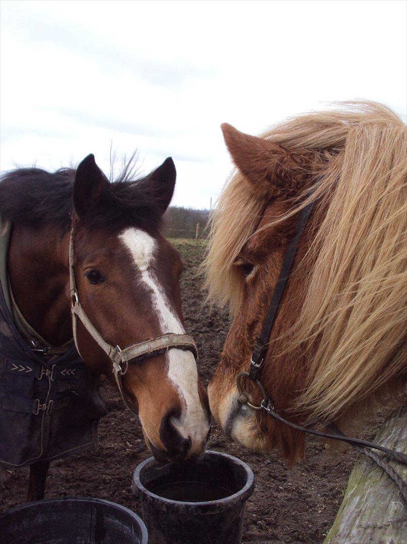 Islænder Ljomi fra Wennersminde billede 3