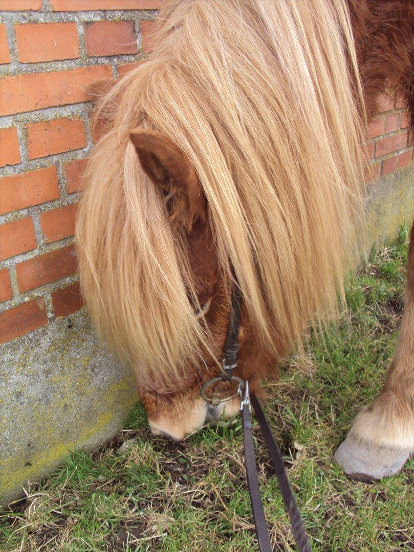 Islænder Ljomi fra Wennersminde billede 4