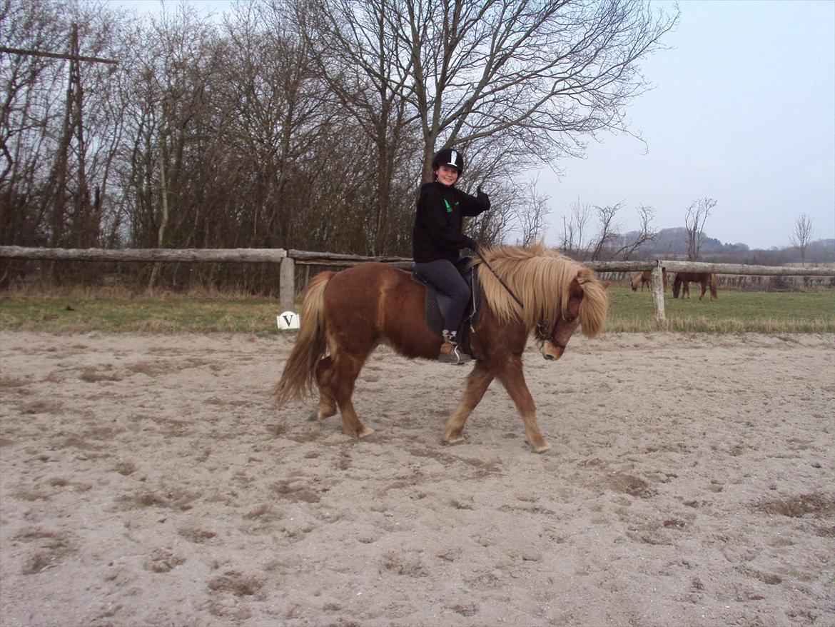 Islænder Ljomi fra Wennersminde billede 5