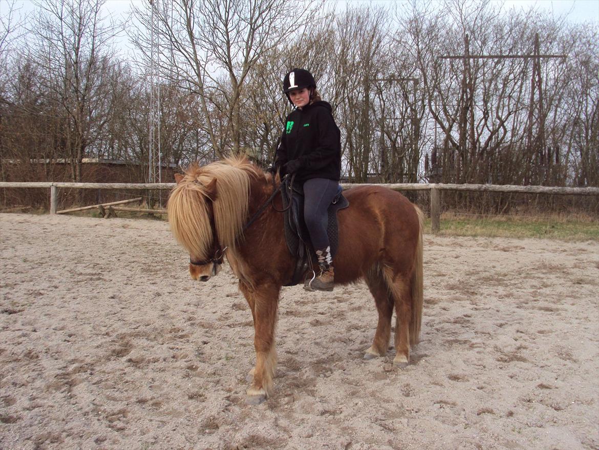 Islænder Ljomi fra Wennersminde billede 6