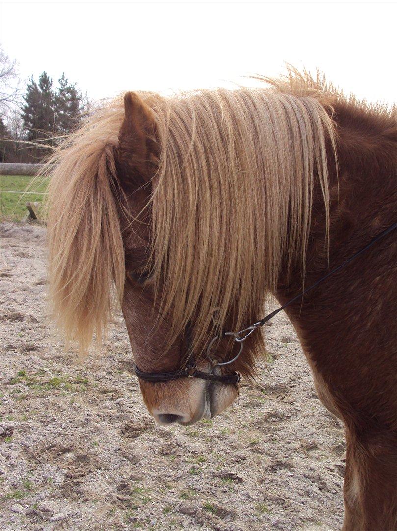 Islænder Ljomi fra Wennersminde billede 7