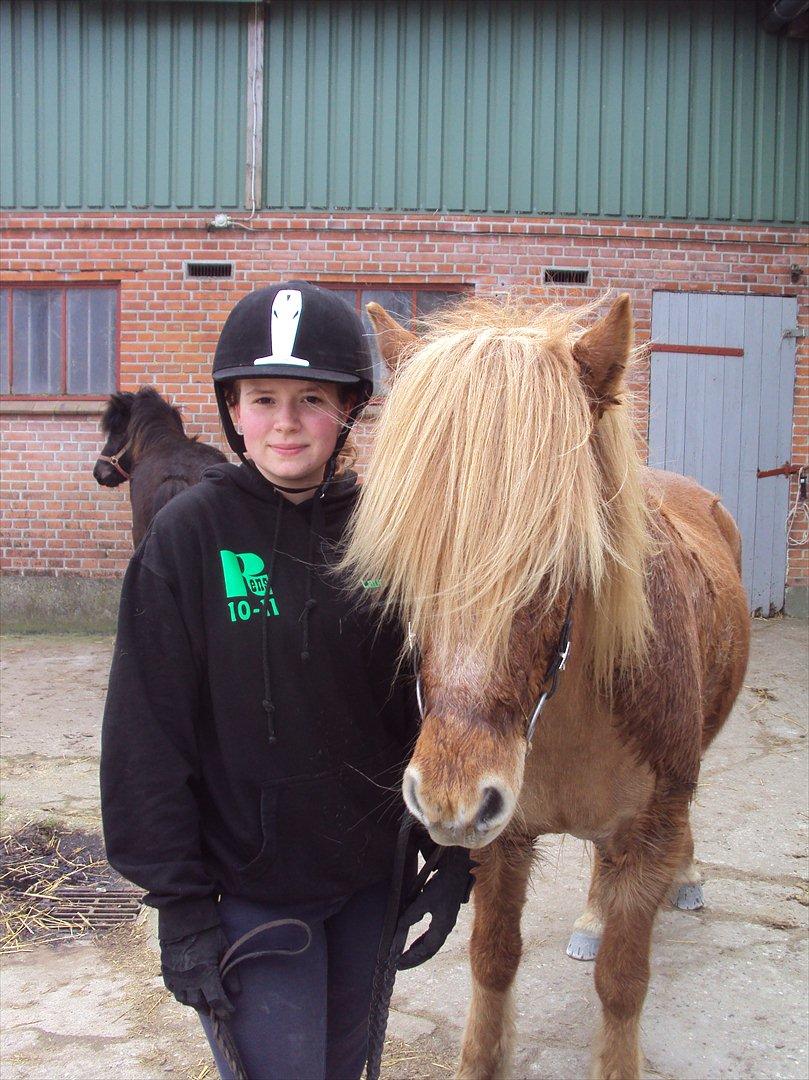 Islænder Ljomi fra Wennersminde billede 8