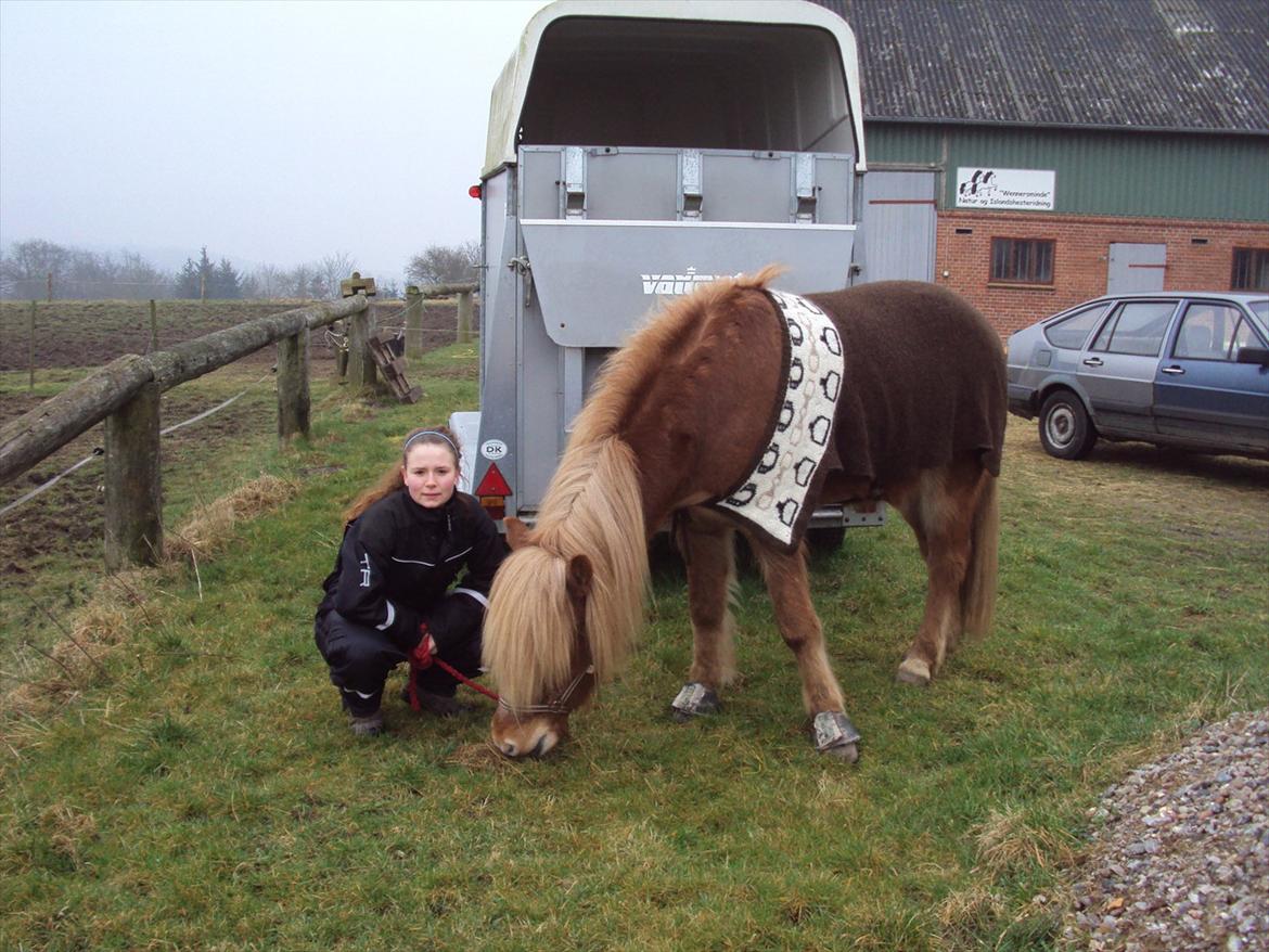 Islænder Ljomi fra Wennersminde billede 9