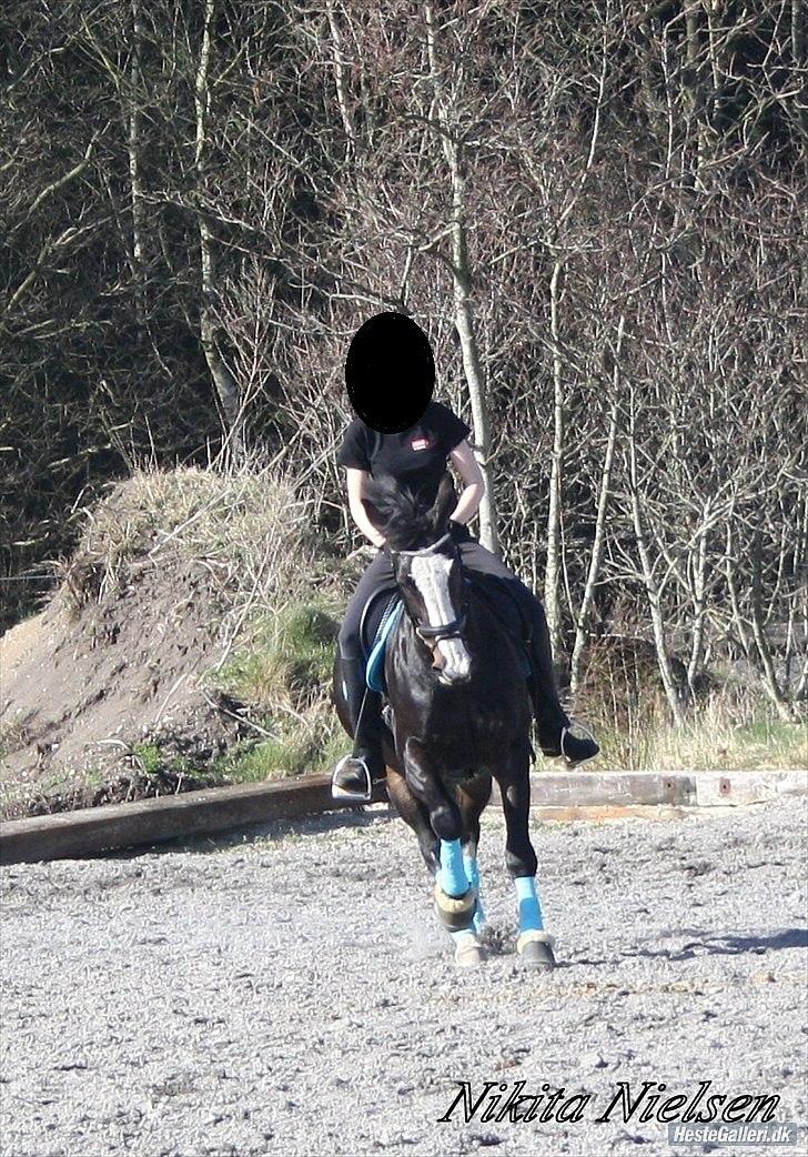 Hollandsk Varmblod Moberlina <3 Prinsessen<3 - På vej ind i en kontragalop Foto: Nikita Nielsen billede 12