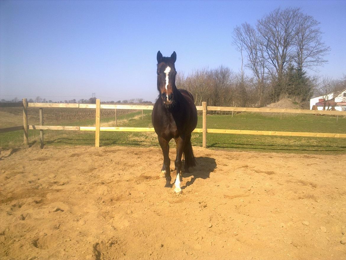 Hollandsk Sportspony Locoloco billede 18