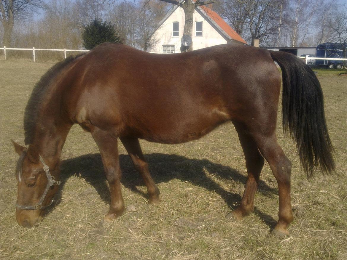 Anden særlig race roosgårdens jasmin (SOLGT ) R.I.P - jasmin lige fået dækken af idag. d. 22 marts. fået meget tyk hale og håber manen gror ud mere tæt efter at være klippet helt ned :) billede 16