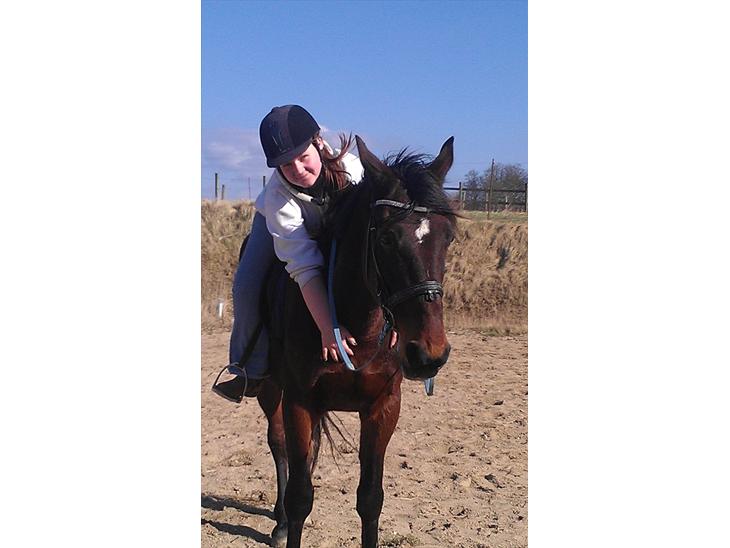 Standardbred En Bukse Frøkjær  billede 1