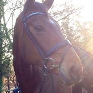 Dansk Varmblod Kærholms Richesse (Himmelhest)