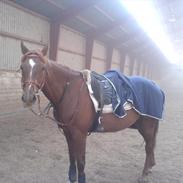 Dansk Varmblod calinca (SOLGT)