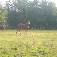 Dansk Varmblod calinca (SOLGT)