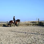 Hannoveraner Shakira