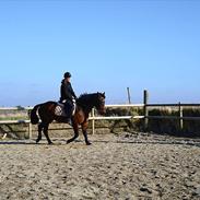 Hannoveraner Shakira