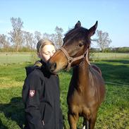 Anden særlig race Ramses