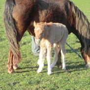 Anden særlig race Bøgelund´s Koda (solgt)
