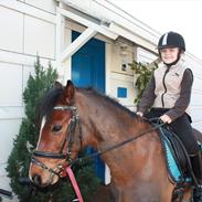 Welsh Pony (sec B) Korreborgs Pinot