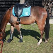 Welsh Pony (sec B) Korreborgs Pinot