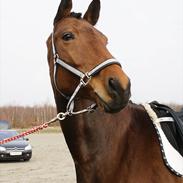 Dansk Varmblod Damira Kild