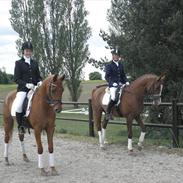 Arabisk fuldblod (OX) Saber B ox