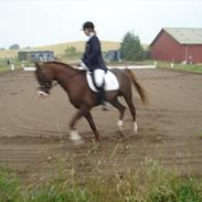 Arabisk fuldblod (OX) Saber B ox