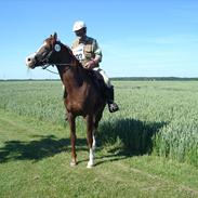 Arabisk fuldblod (OX) Saber B ox