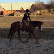 Fuldblod (XX) Rose Muwasim