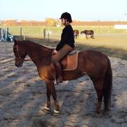 Fuldblod (XX) Rose Muwasim