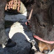 Shetlænder Lucky