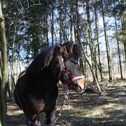 Shetlænder Lucky