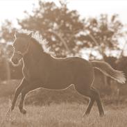 Anden særlig race ASCHA