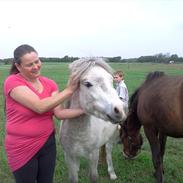 Welsh Pony (sec B) aldina