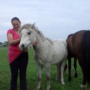 Welsh Pony (sec B) aldina