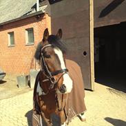 Anden særlig race Pinochio