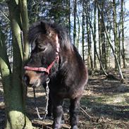 Shetlænder Lucky