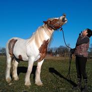 Irish Cob Jack