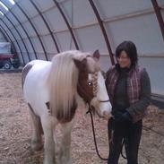 Irish Cob Jack