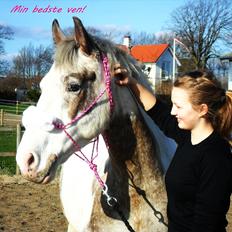 Anden særlig race MR MARTIN