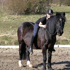 Welsh Cob (sec D) Black Magic |Gode tider!<3|