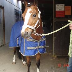 Welsh Pony (sec B) Sille  *A-pony*