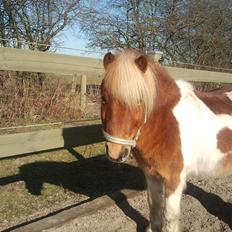 Shetlænder Little Star