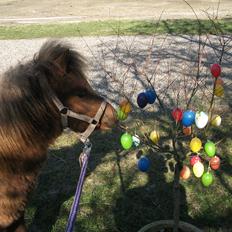 Anden særlig race Vaseli's Born Quite Easy