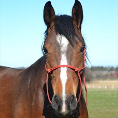 Anden særlig race Chanti