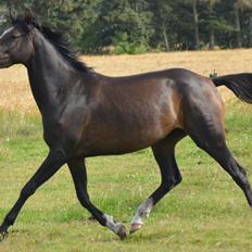 Dansk Varmblod Lindehøjs Larissa