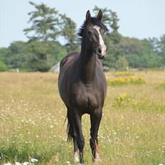 Dansk Varmblod Lindehøjs Larissa
